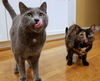 FILBERT & NUTELLA - Offered by Owner Adult pair