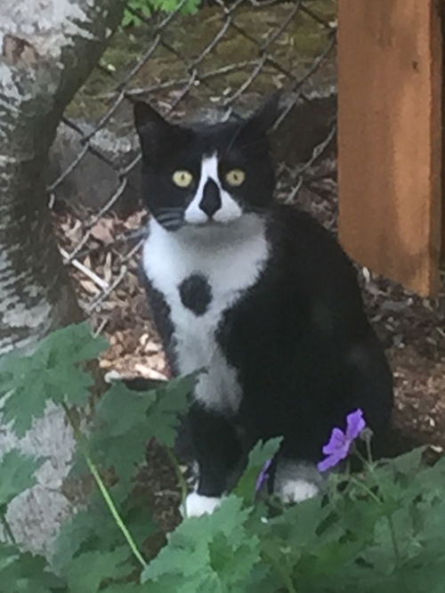 MADDIE - Offered by Owner Declawed Senior