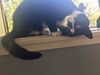 MADDIE - Offered by Owner Declawed Senior
