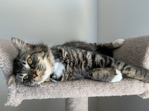 LUX - Great Family Cat!