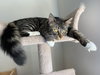 LUX - Great Family Cat!