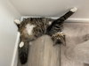 LUX - Great Family Cat!