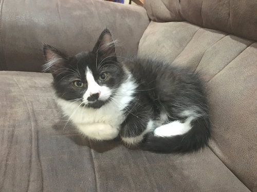 ARCHIE