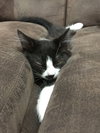 ARCHIE