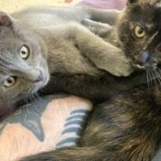 MISHA and CALLIOPE - Bonded siblings