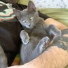 MISHA and CALLIOPE - Bonded siblings