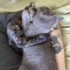 MISHA and CALLIOPE - Bonded siblings