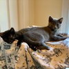 MISHA and CALLIOPE - Bonded siblings