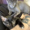 MISHA and CALLIOPE - Bonded siblings
