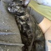 MISHA and CALLIOPE - Bonded siblings