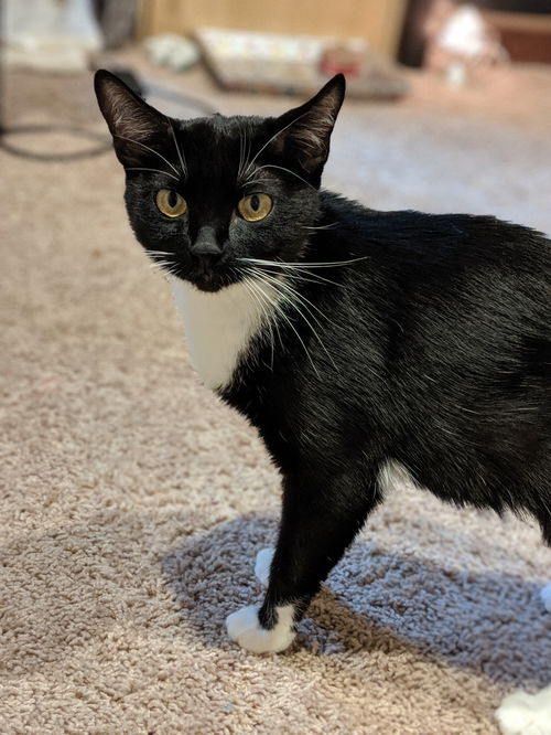 KIKI - Young female adult