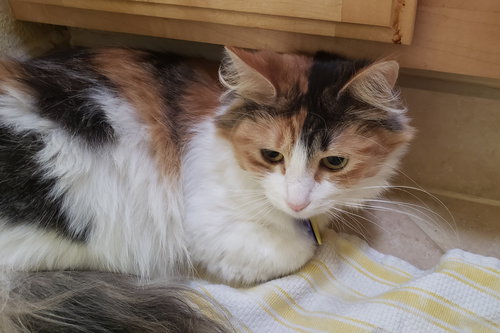 SWEET TART (Sweetie)- Offered by Owner