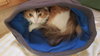 SWEET TART (Sweetie)- Offered by Owner