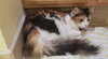 SWEET TART (Sweetie)- Offered by Owner