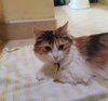 SWEET TART (Sweetie)- Offered by Owner