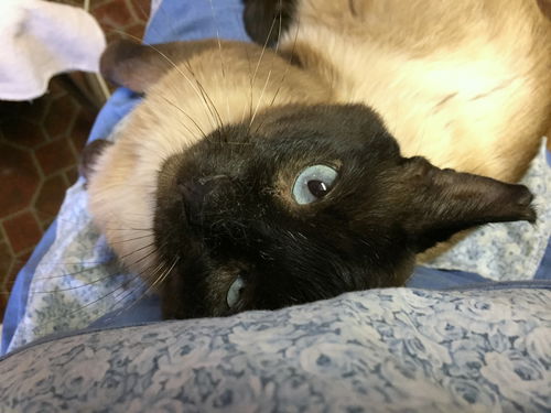 MALACHI - Offered by Owner Siamese - FIV+