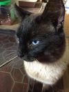 MALACHI - Offered by Owner Siamese - FIV+
