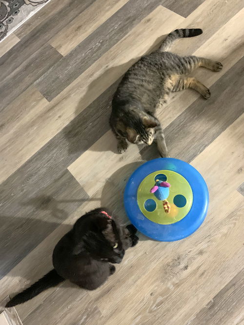Evan & Montana - Bonded buddies