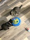 Evan & Montana - Bonded buddies