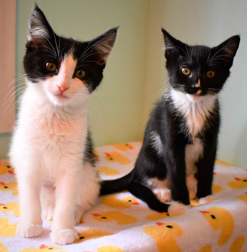 MAISIE & RAMONA - Bonded sisters