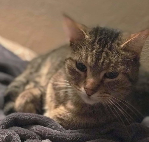 SNEAKERS - Offered by owner Family Cat