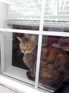 SNEAKERS - Offered by owner Family Cat
