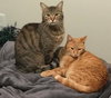 SNEAKERS - Offered by owner Family Cat