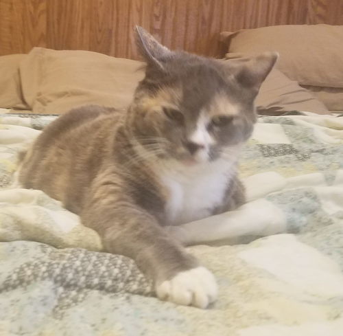 AMBER & SCOOTER, Offered by Owner Senior Pair