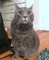 ASHE - Offered by Owner YOUNG and BIG