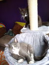 BETSY & LIZA - Bonded baby sisters