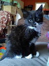 BETSY & LIZA - Bonded baby sisters