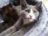 BETSY & LIZA - Bonded baby sisters