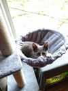 BETSY & LIZA - Bonded baby sisters