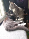 BETSY & LIZA - Bonded baby sisters
