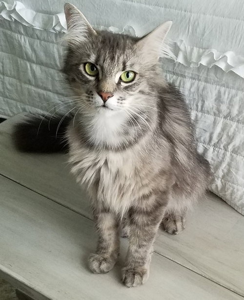 ATHENA - young adult