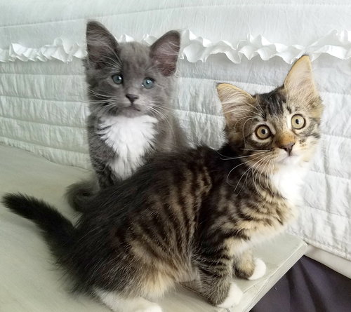 AVALON & APOLLO - Kitten Siblings