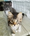 AVALON & APOLLO - Kitten Siblings