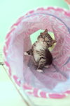 AVALON & APOLLO - Kitten Siblings