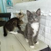 AVALON & APOLLO - Kitten Siblings