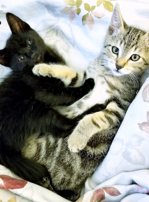 Franny & Zooey