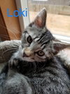 AVENGER LITTER  - - 3 Adorable Brothers