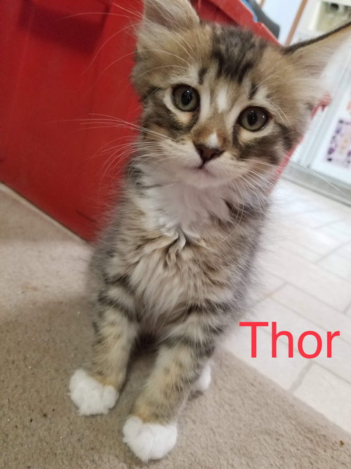 AVENGER LITTER  - - 3 Adorable Brothers