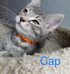 AVENGER LITTER  - - 3 Adorable Brothers