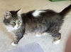 MACY - Adult Female 