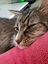 MACY - Adult Female 