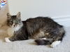 MACY - Adult Female 