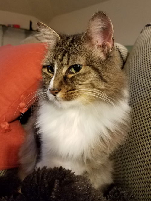 MACY - Adult Female 