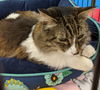 MACY - Adult Female 