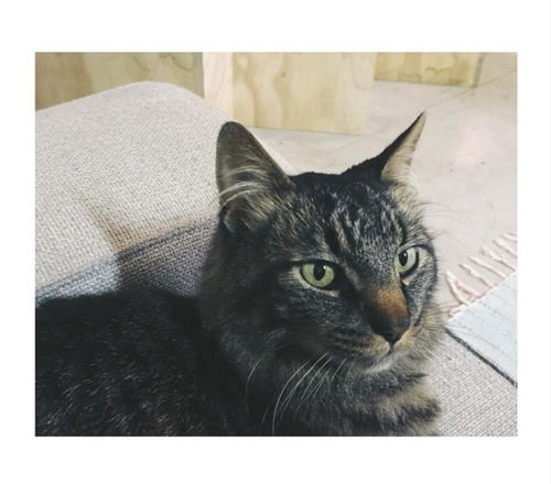 MAIZY - offered by owner - Senior Male