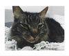MAIZY - offered by owner - Senior Male